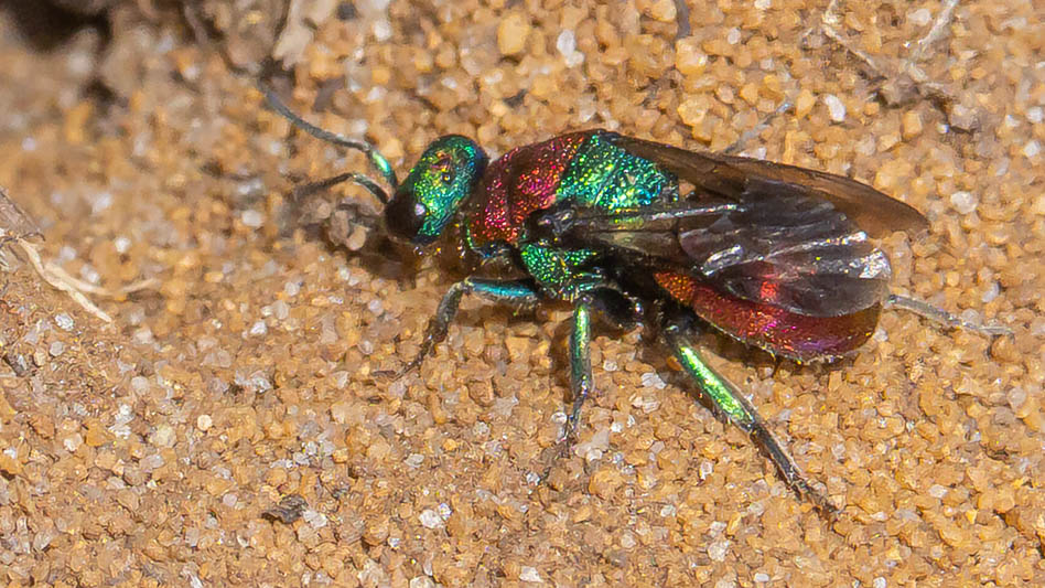 Hedychrum niemelai-nobile.jpg